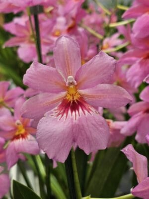 Orquídea Cambria Nelly 'Pink Poison' com flores rosa e fúcsia perfumadas e labelo desenhado