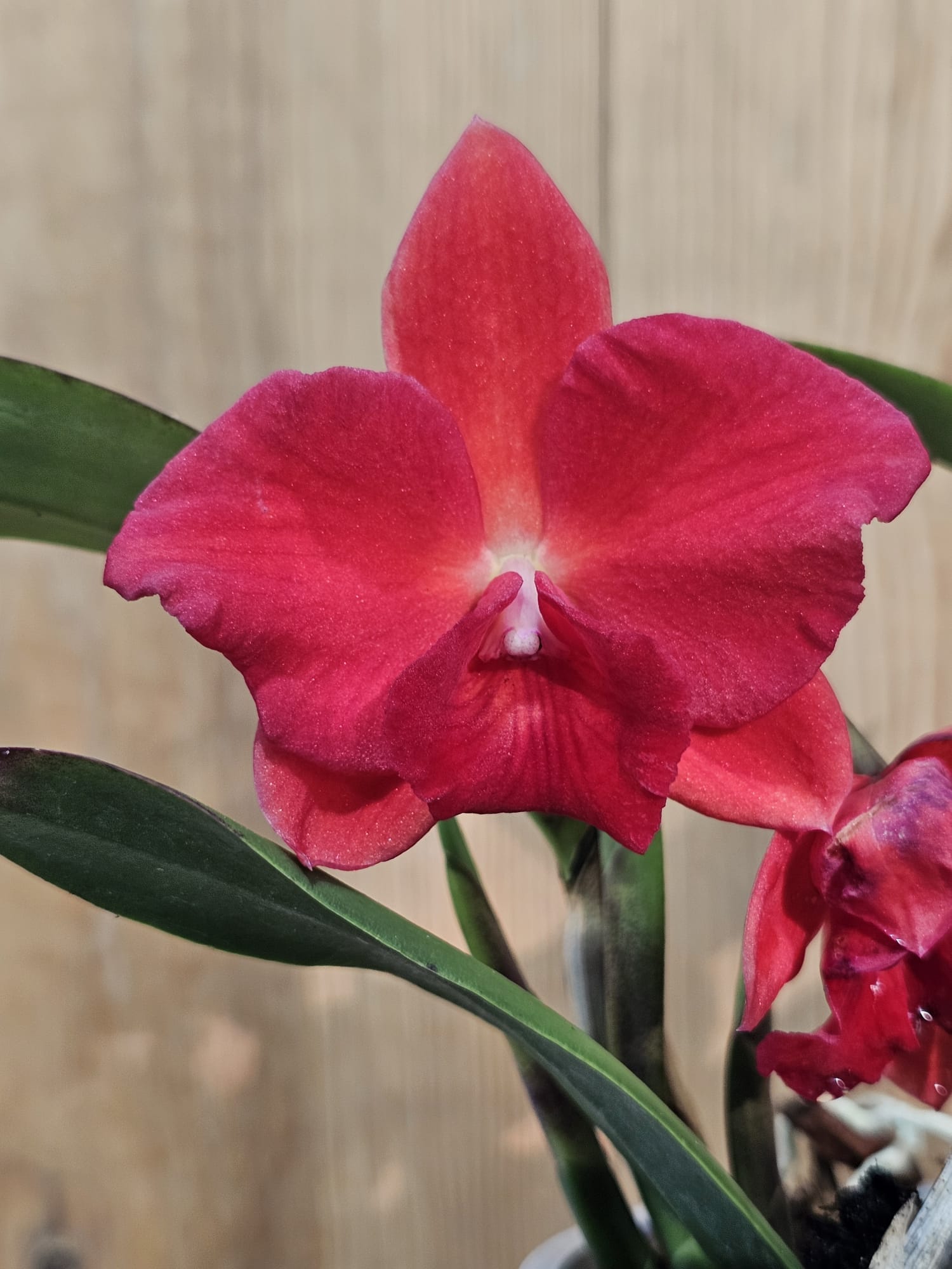 SL Orpeti x Sophronitis brevipedunculata