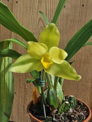 Lycaste macrobulbon