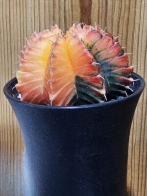 Gymnocalycium mihanovichii cacto miniatura com botões florais e formato esférico em vaso