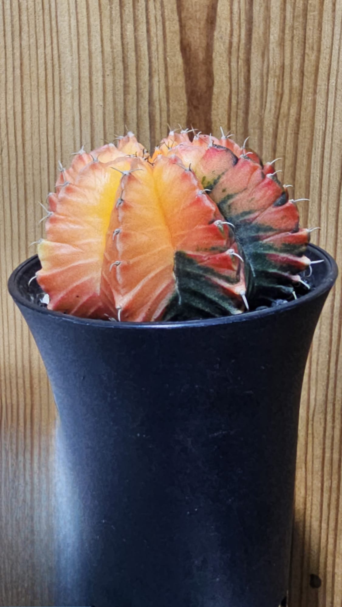 Gymnocalycium mihanovichii cacto miniatura com botões florais e formato esférico em vaso