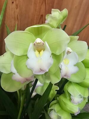 Cymbidium Lef Flor
