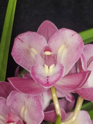 Cymbidium 'Sweet Wine'