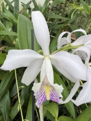 Cattleya maxima x schroederae em floração exótica com pétalas suavemente azuladas