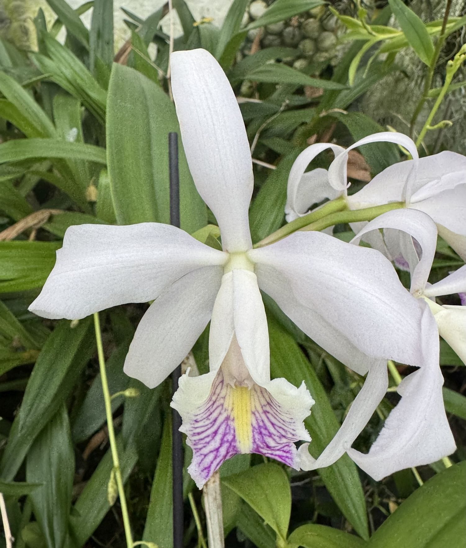 Cattleya maxima x schroederae em floração exótica com pétalas suavemente azuladas