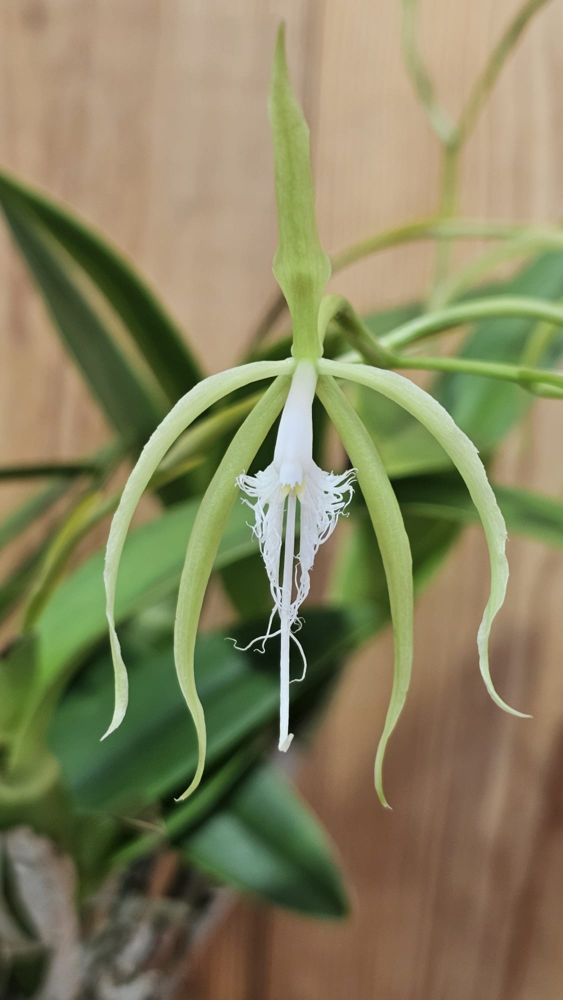 Orquídea Coilostylis ciliaris em floração com pétalas verdes e labelo franjado branco
