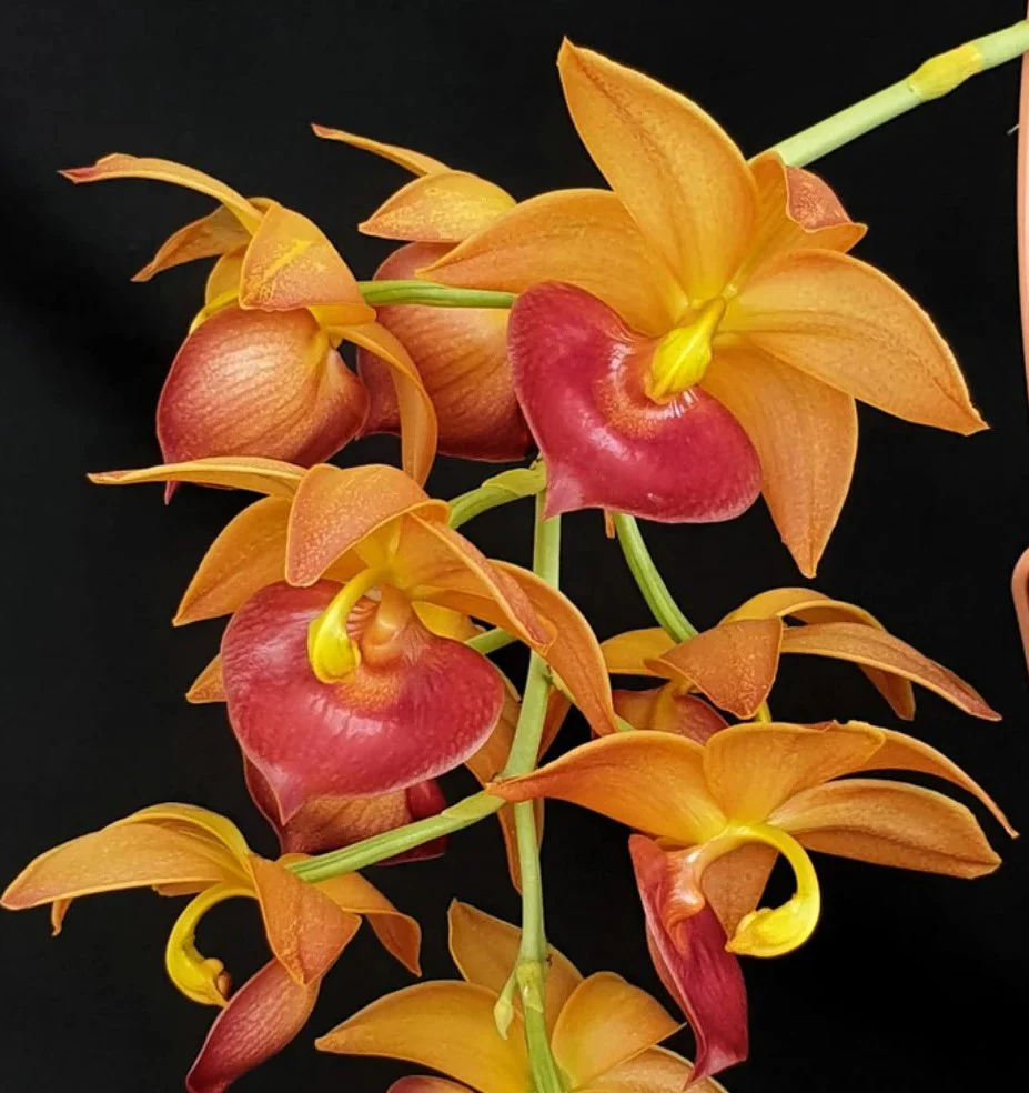 Cycnodes Taiwan Gold “Orange”