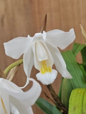 Coelogyne cristata
