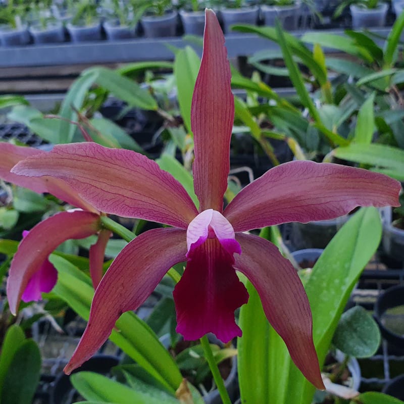 Cattleya granulosa “Zumbo” x Laelia tenebrosa “Midnight”