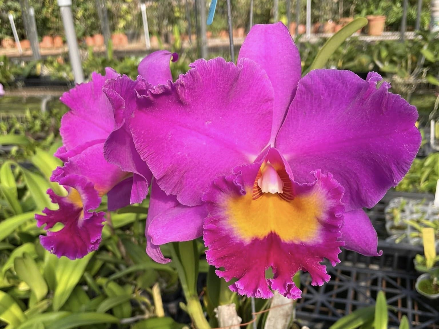 Rlc. Mao Shan Rose