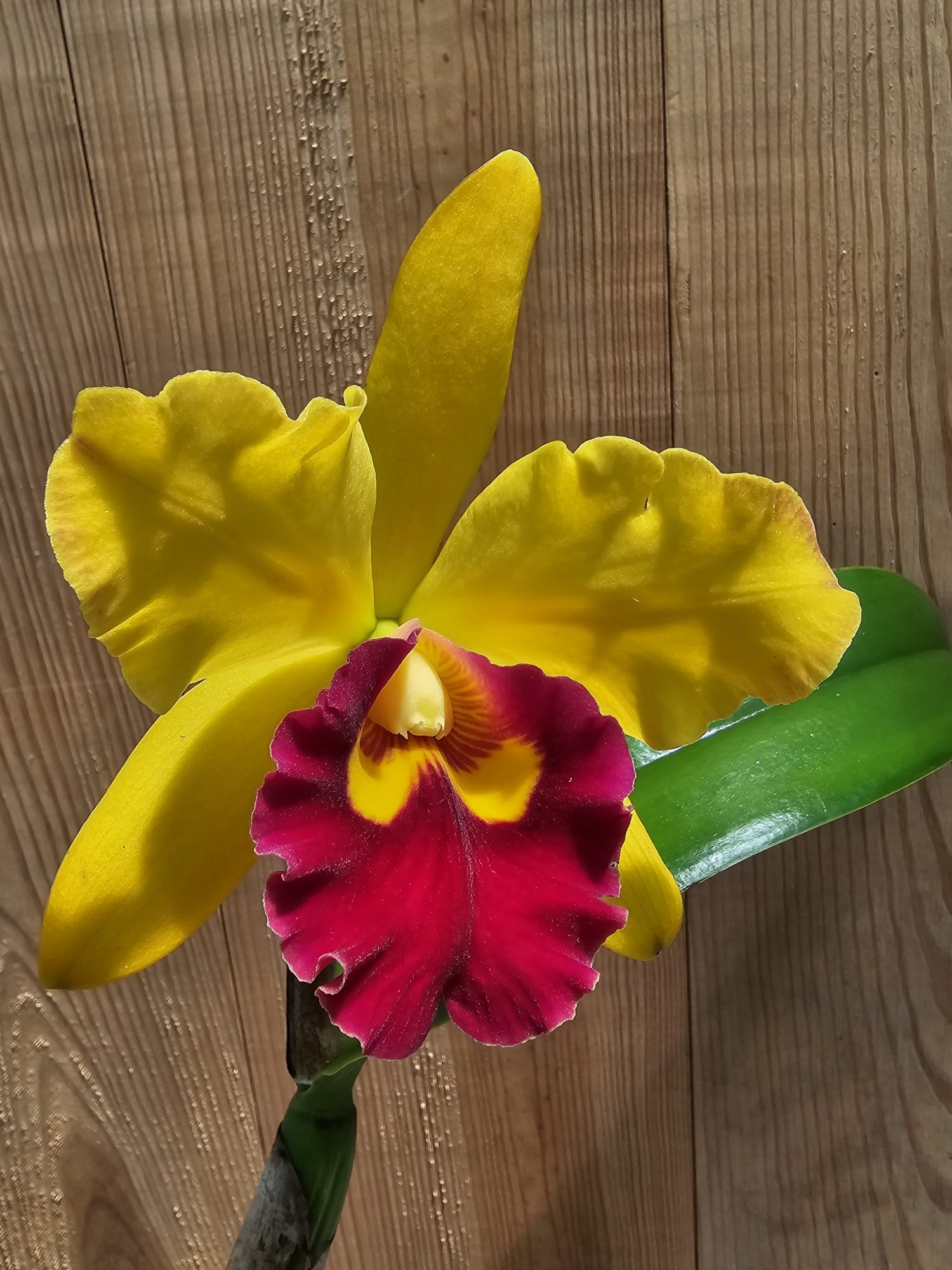 Orquídea Blc Rodrigo Suzuki em floração com flores vibrantes
