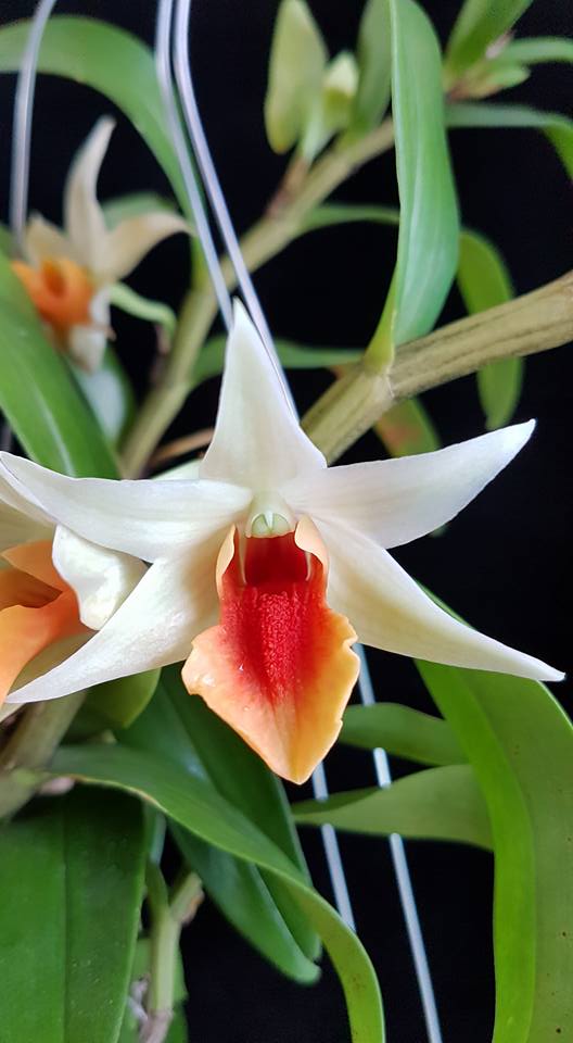 Dendrobium ‘Jiaho Delight’