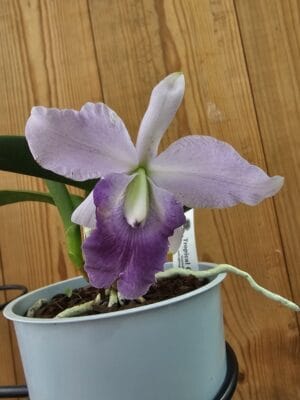 Orquídea miniatura Lc. Mini Blue Star em floração com tons azulados e lilás e labelo destacado
