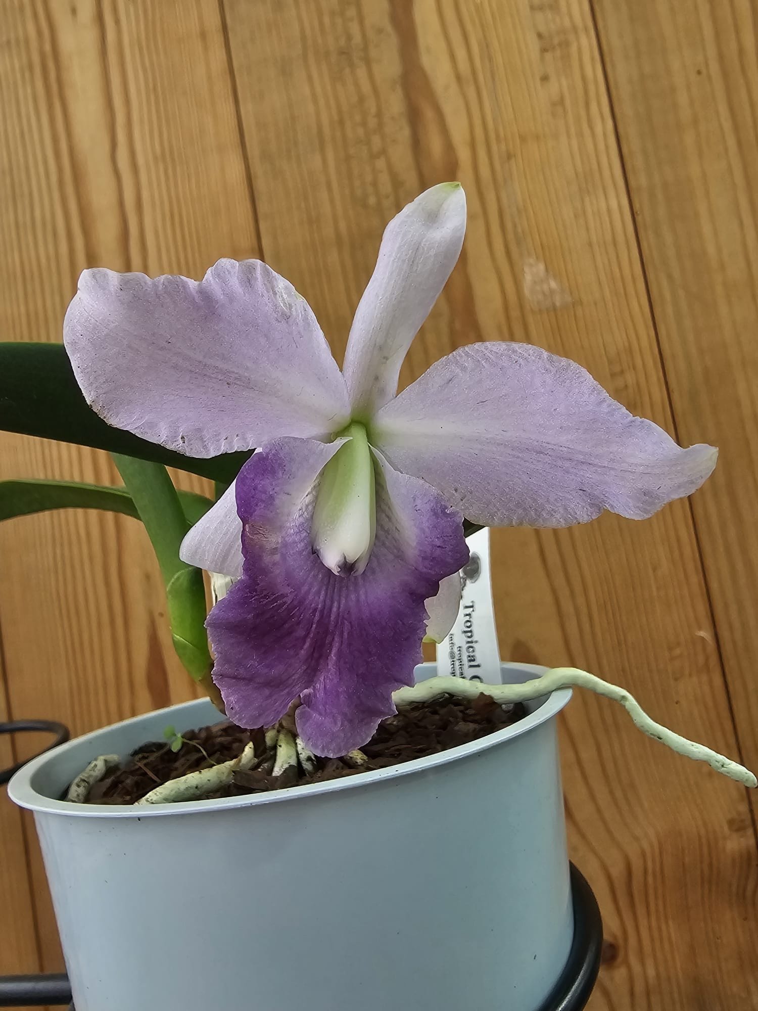 Orquídea miniatura Lc. Mini Blue Star em floração com tons azulados e lilás e labelo destacado