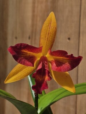 Orquídea Cattleya Tropical Star com flores vibrantes e perfumadas em floração