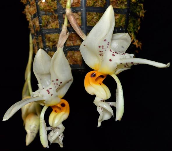 Stanhopea frymirei