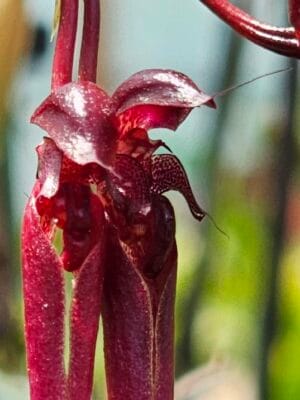 Orquídea botânica Bulbophyllum delitescens em floração com flores exóticas