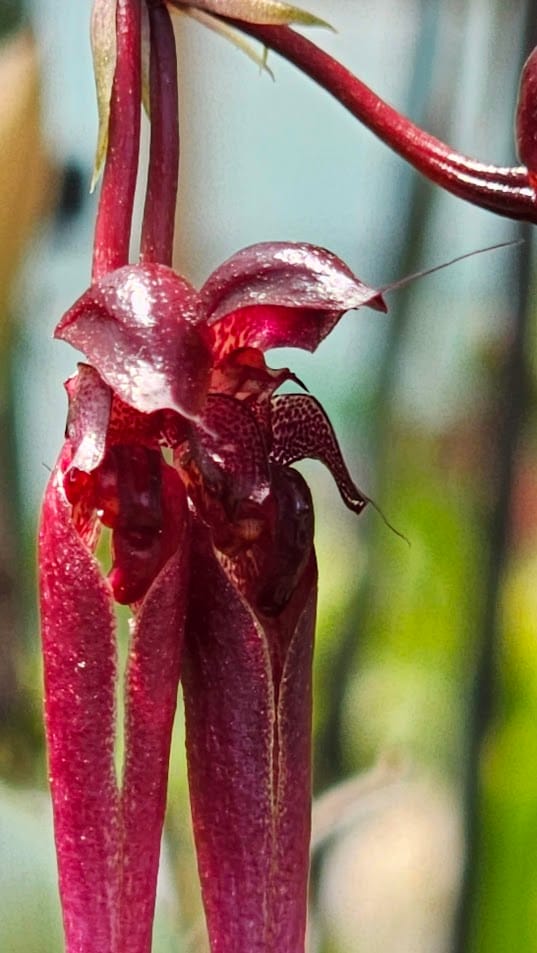 Orquídea botânica Bulbophyllum delitescens em floração com flores exóticas