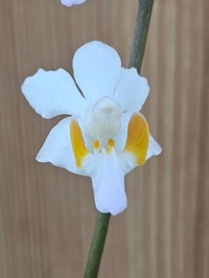 Orquídea Doritis pulcherrima var. marmorata com folhas marmoreadas e flores em floração