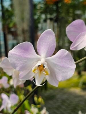 Phalaenopsis sanderiana