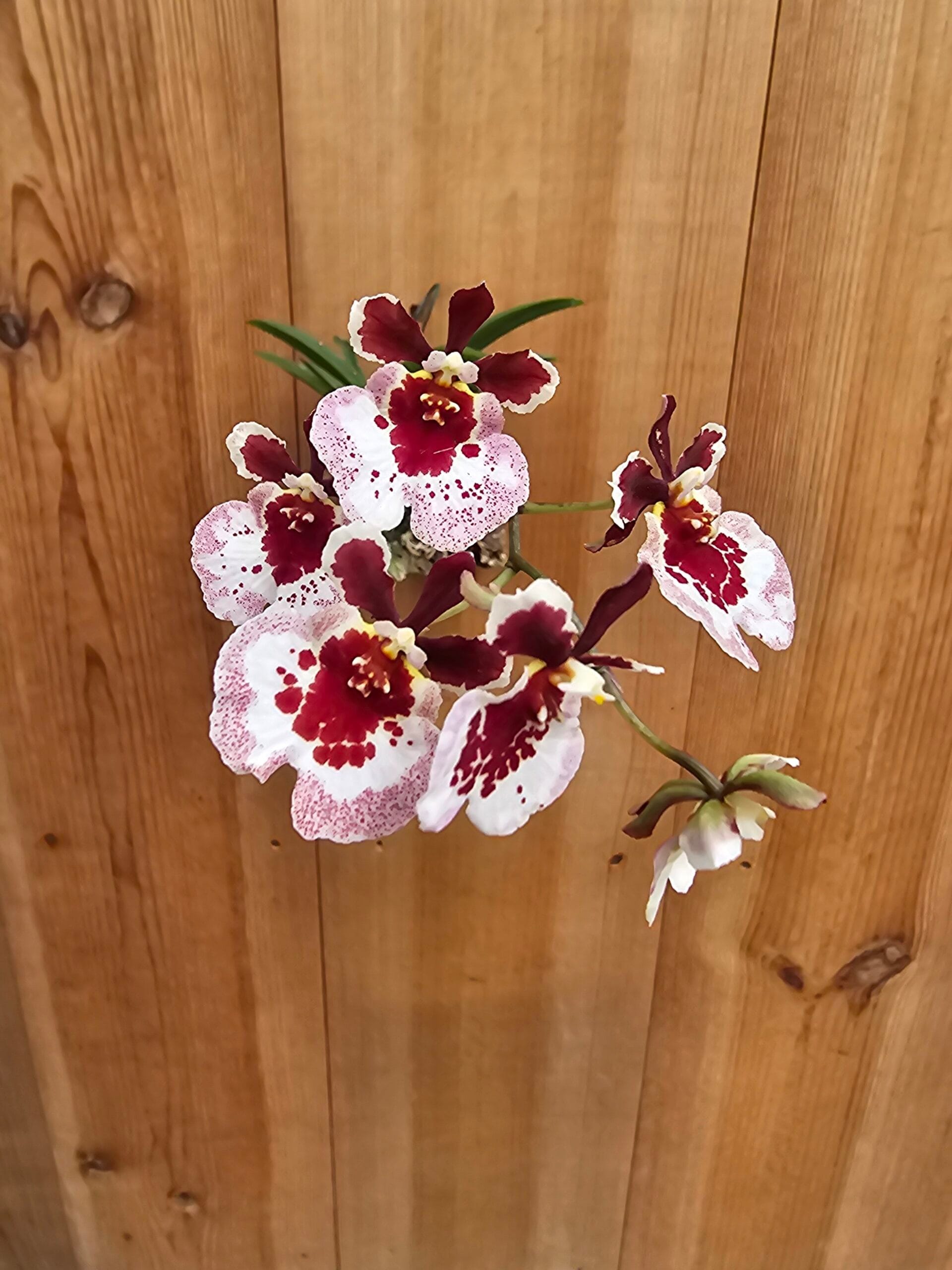 Mini-orquídea Tolumnia hybrid Mix com flores coloridas em floração