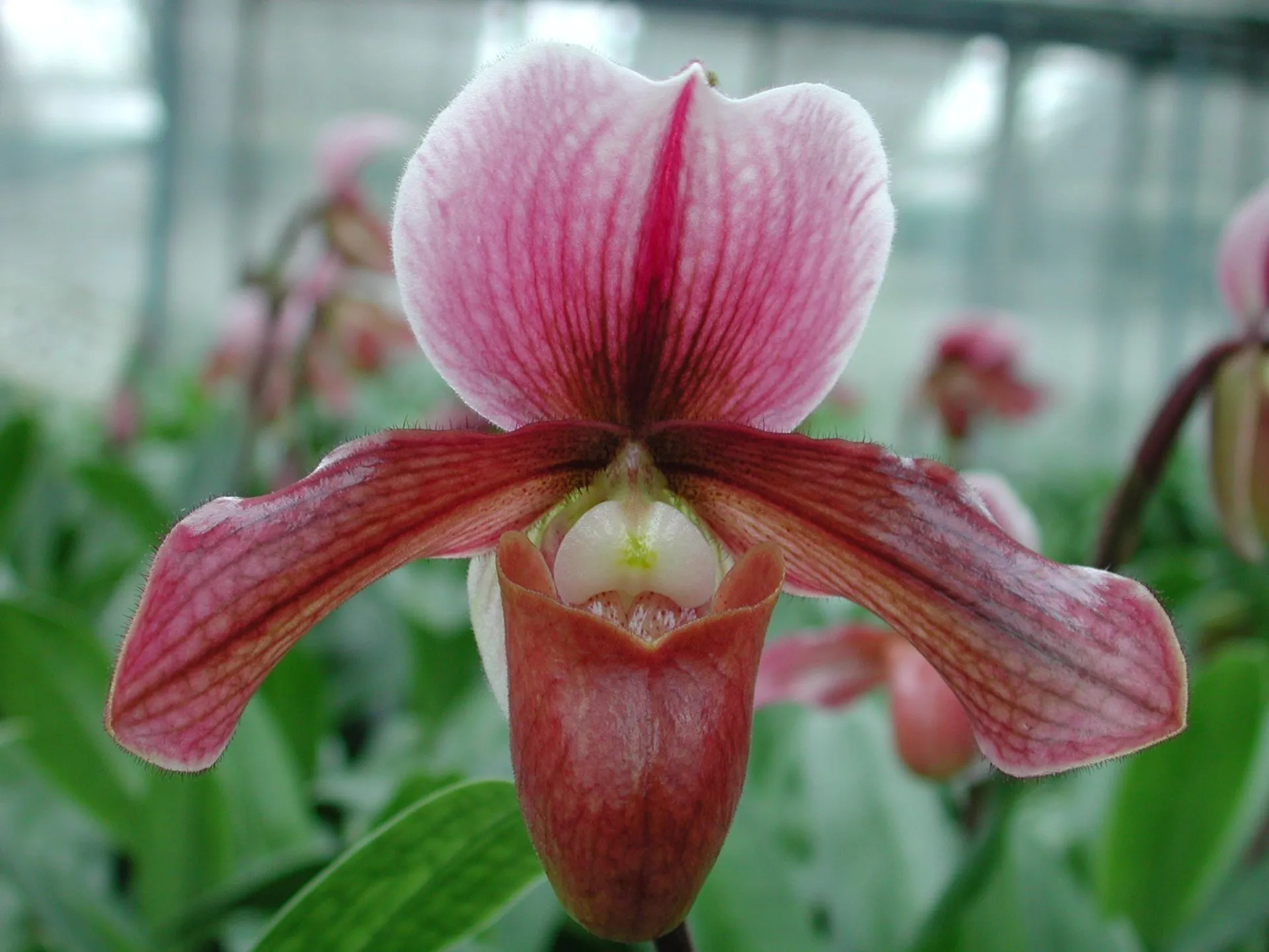Orquídea Paphiopedilum Robin Hood com flor em formato de sapatinho em tons avermelhados e castanhos