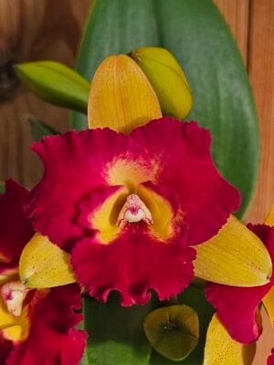 Cattleya Rungnapha Fancy