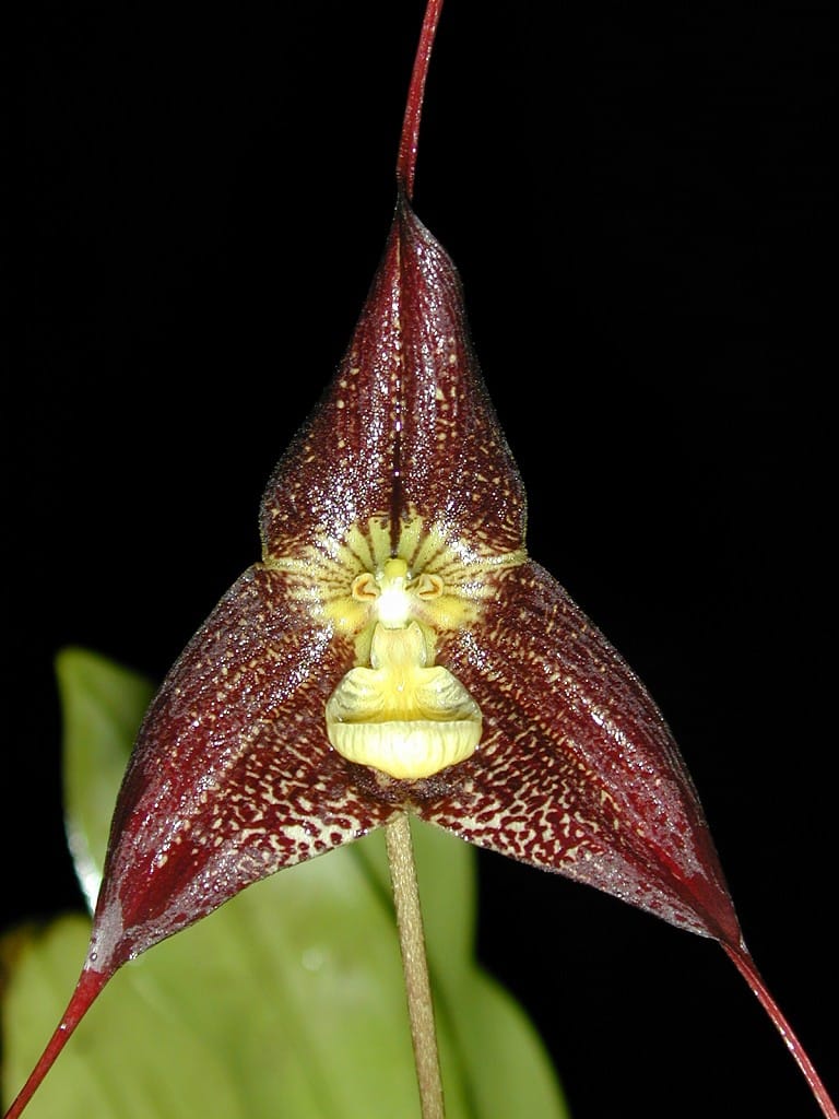 Dracula ubangina