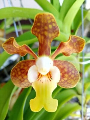 Vanda brunnea