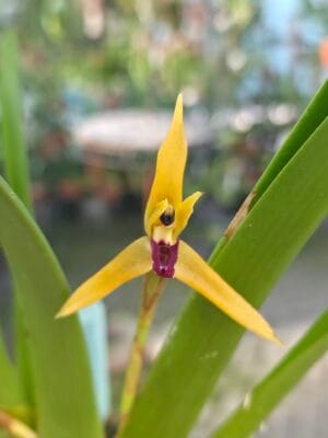Maxillaria nasuta