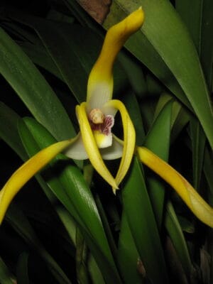 Maxillaria triloris