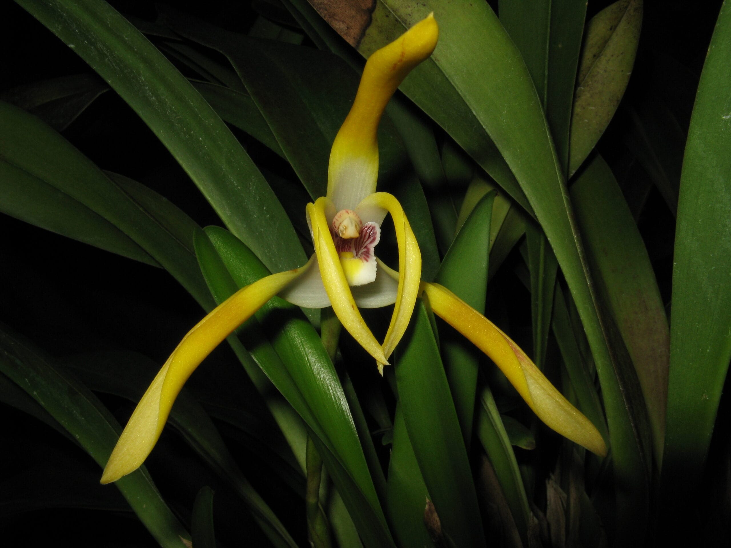 Maxillaria triloris