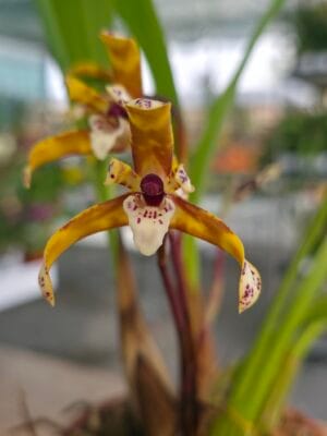 Maxillaria ubatubana