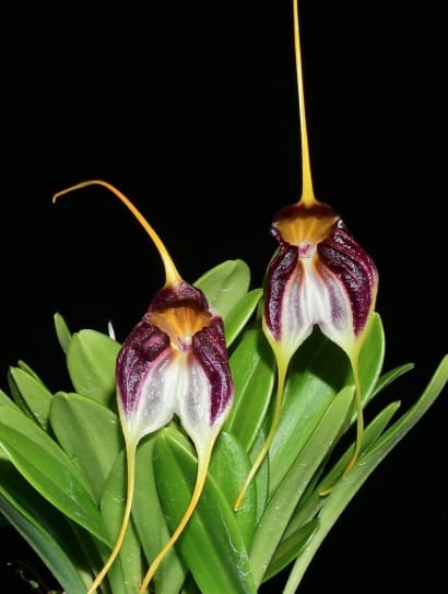 Masdevallia schroederiana