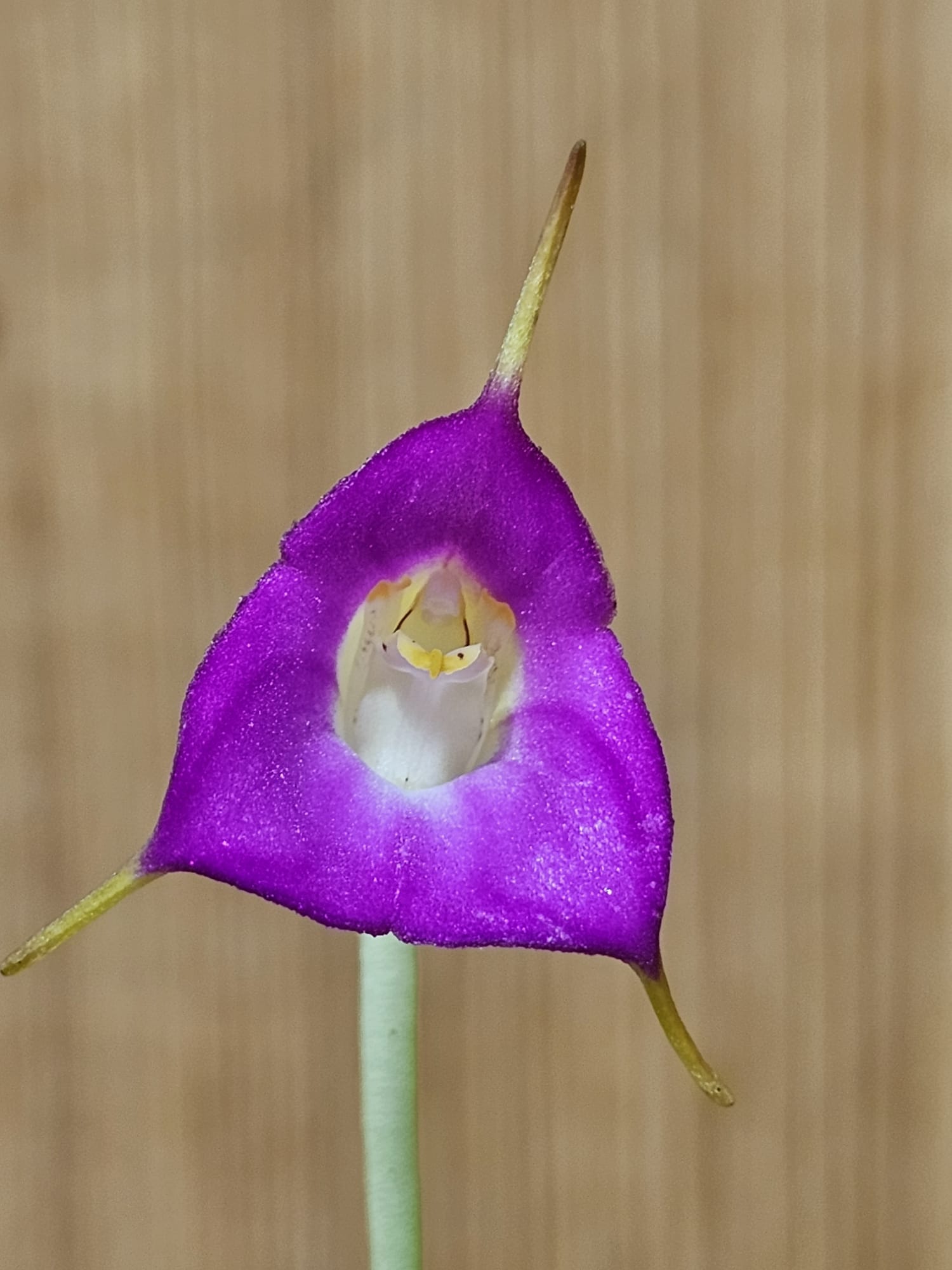 Masdevallia uniflora
