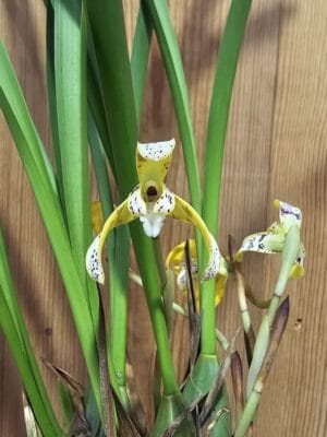 Maxillaria picturata