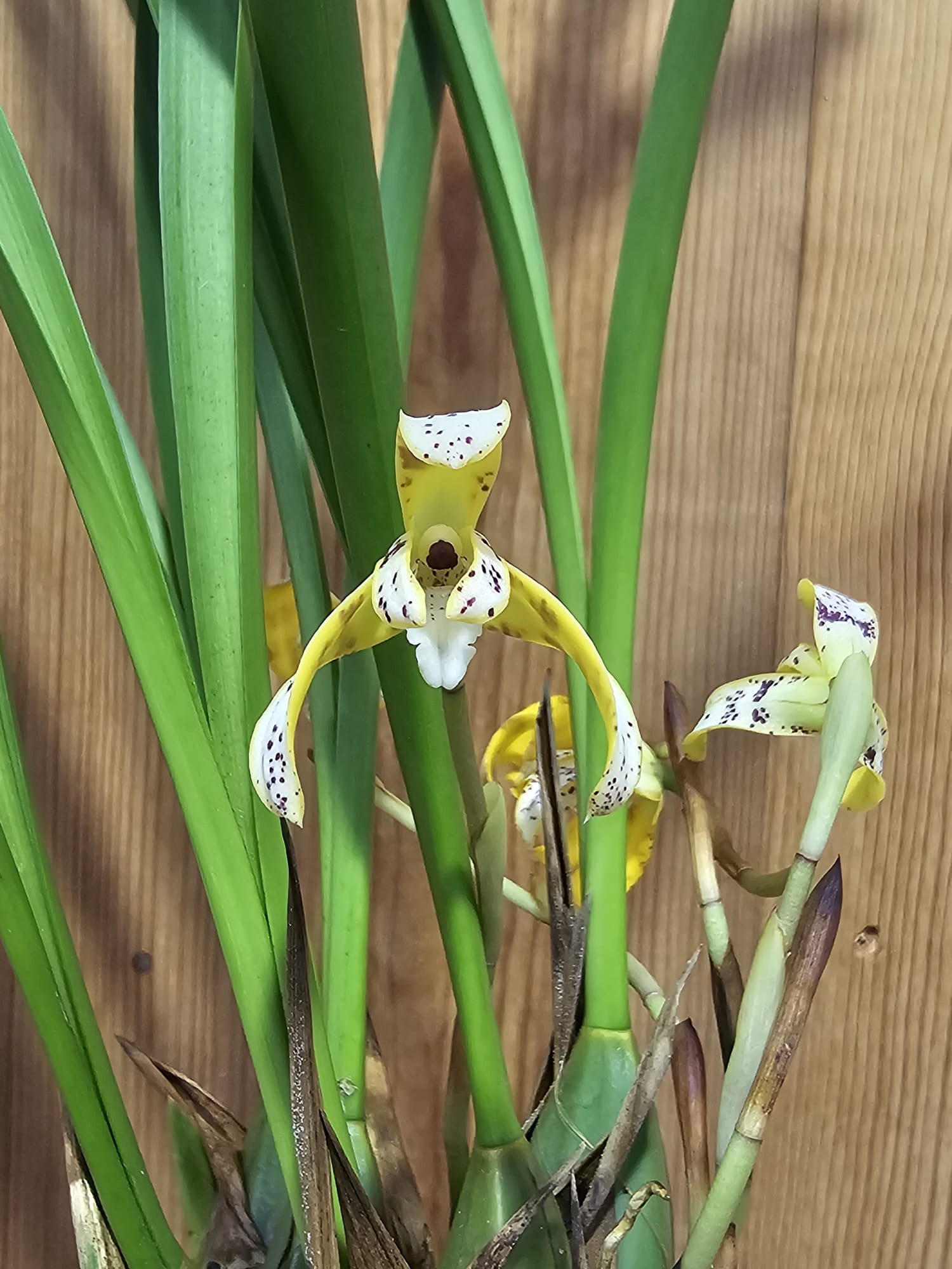 Maxillaria picturata