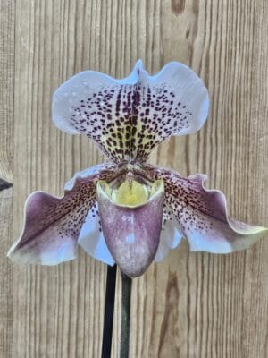 Paphiopedilum French Cancan 'Micheline'