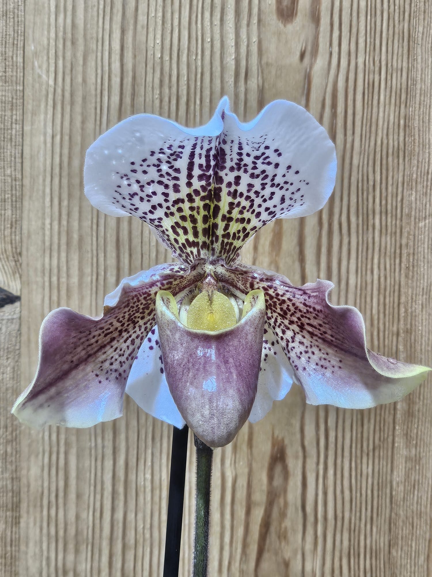 Paphiopedilum French Cancan ‘Micheline’