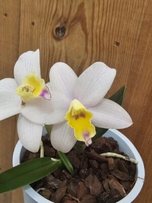 Orquídea Cattlianthe Fairyland Dogashima em floração