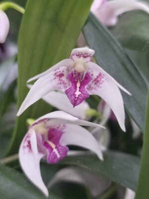 Dendrobium Lisa Tuner, J. Purvis 1995 (RHS)