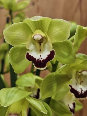 Cymbidium Midi 'Jade'