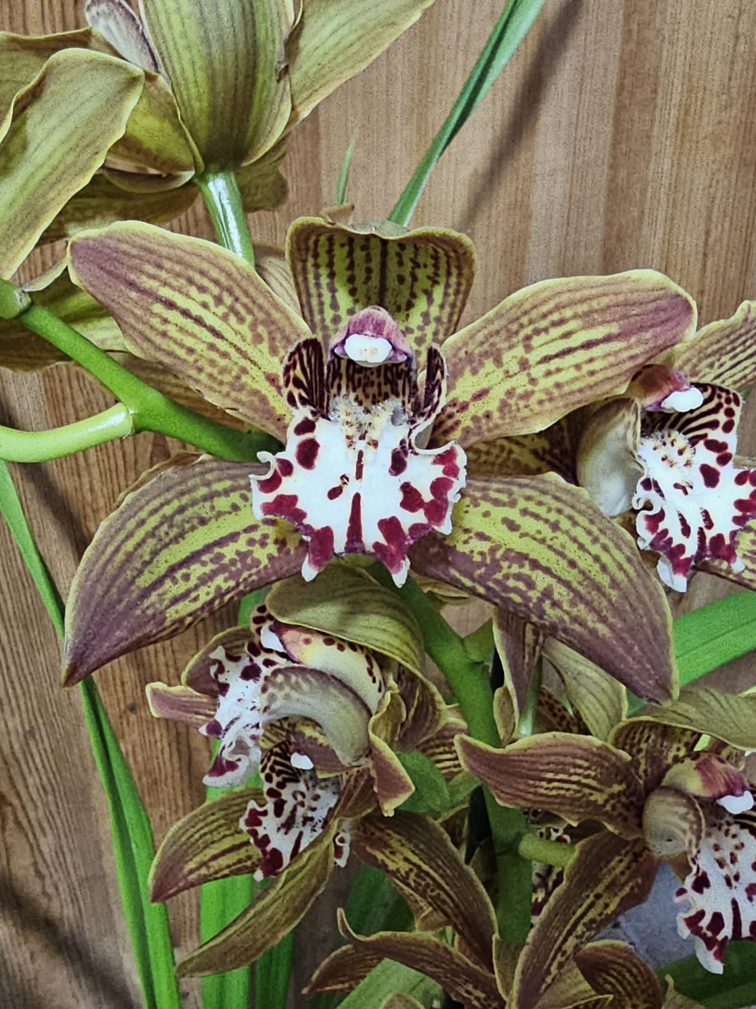 Cymbidium McBean’s Prince Louis