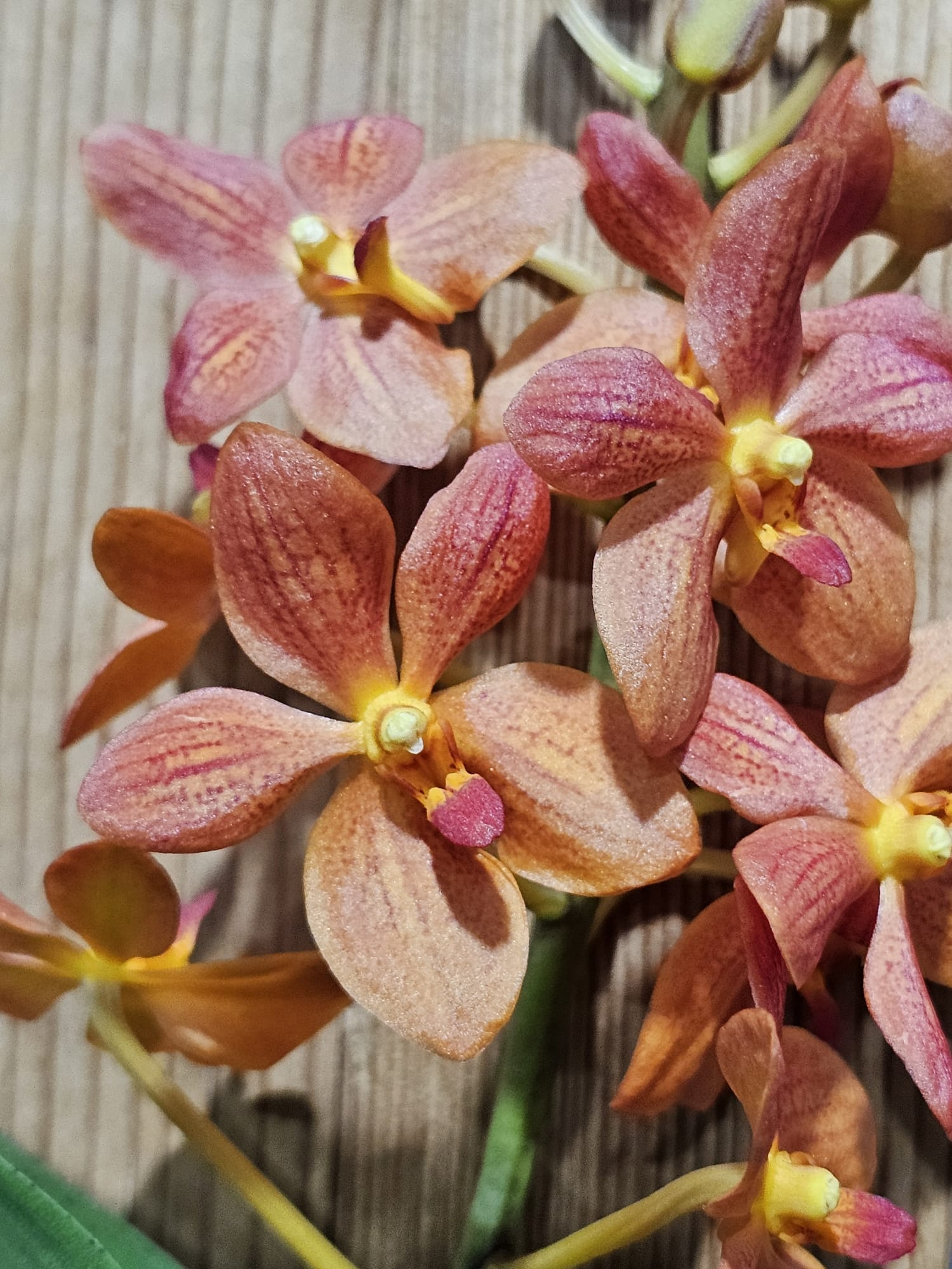 Renantanda Jairak Orange