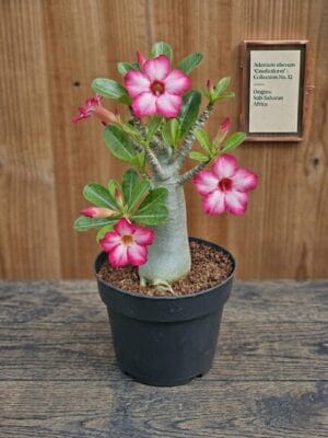 Planta suculenta Adenium obesum Rosa do Deserto em floração com caudex esculpido