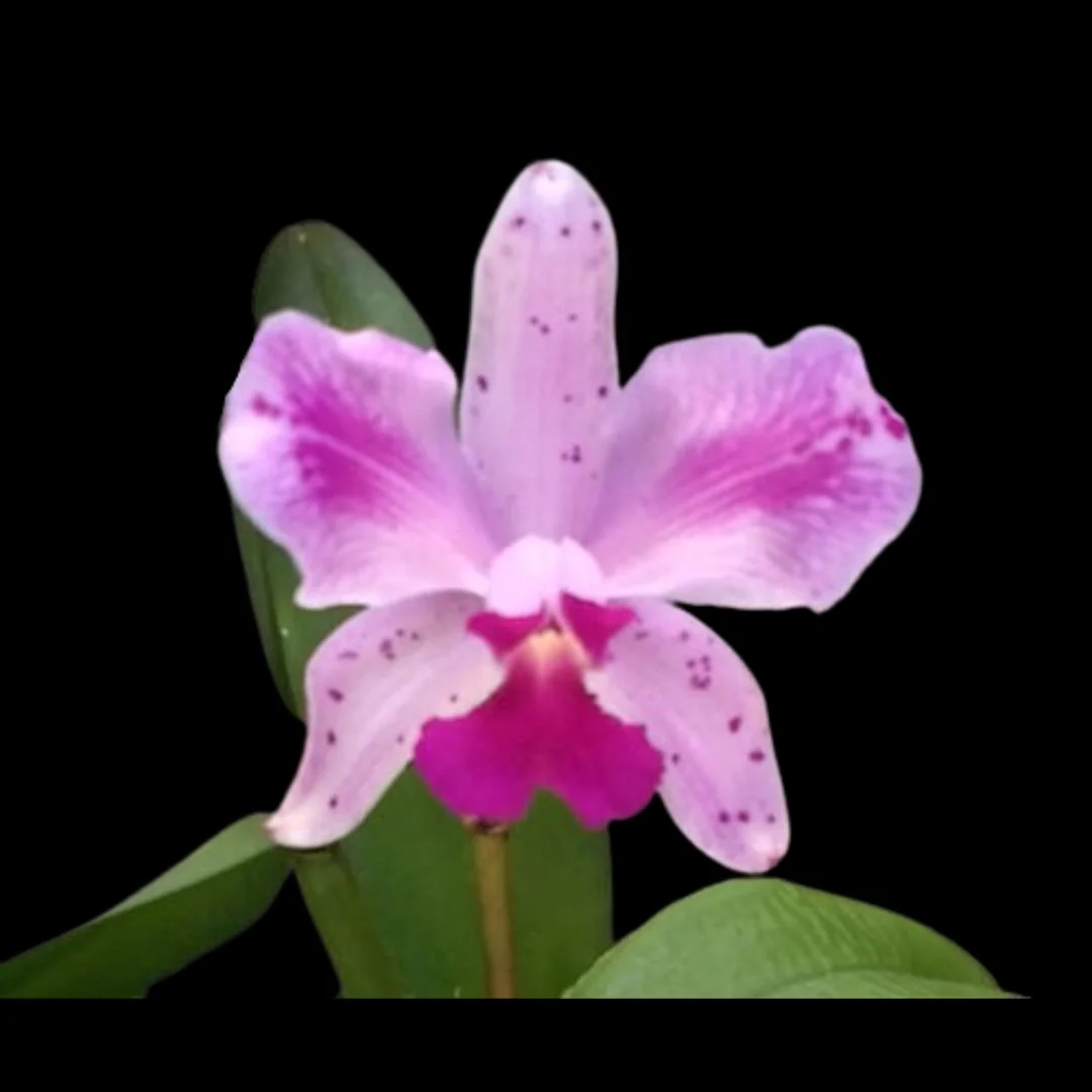 Cattleya amethystoglossa (Flamea)