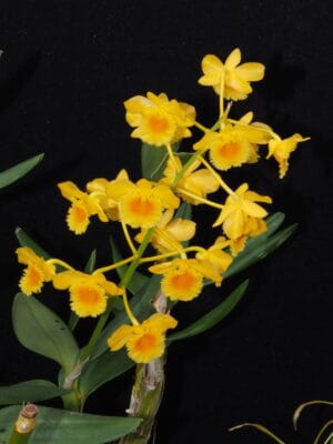 Orquídea Dendrobium chrysotoxum com cachos pendentes de flores amarelas e centro alaranjado