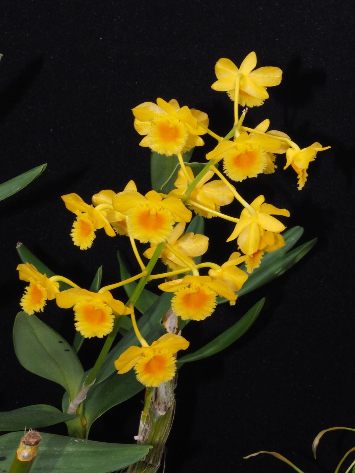 Orquídea Dendrobium chrysotoxum com cachos pendentes de flores amarelas e centro alaranjado