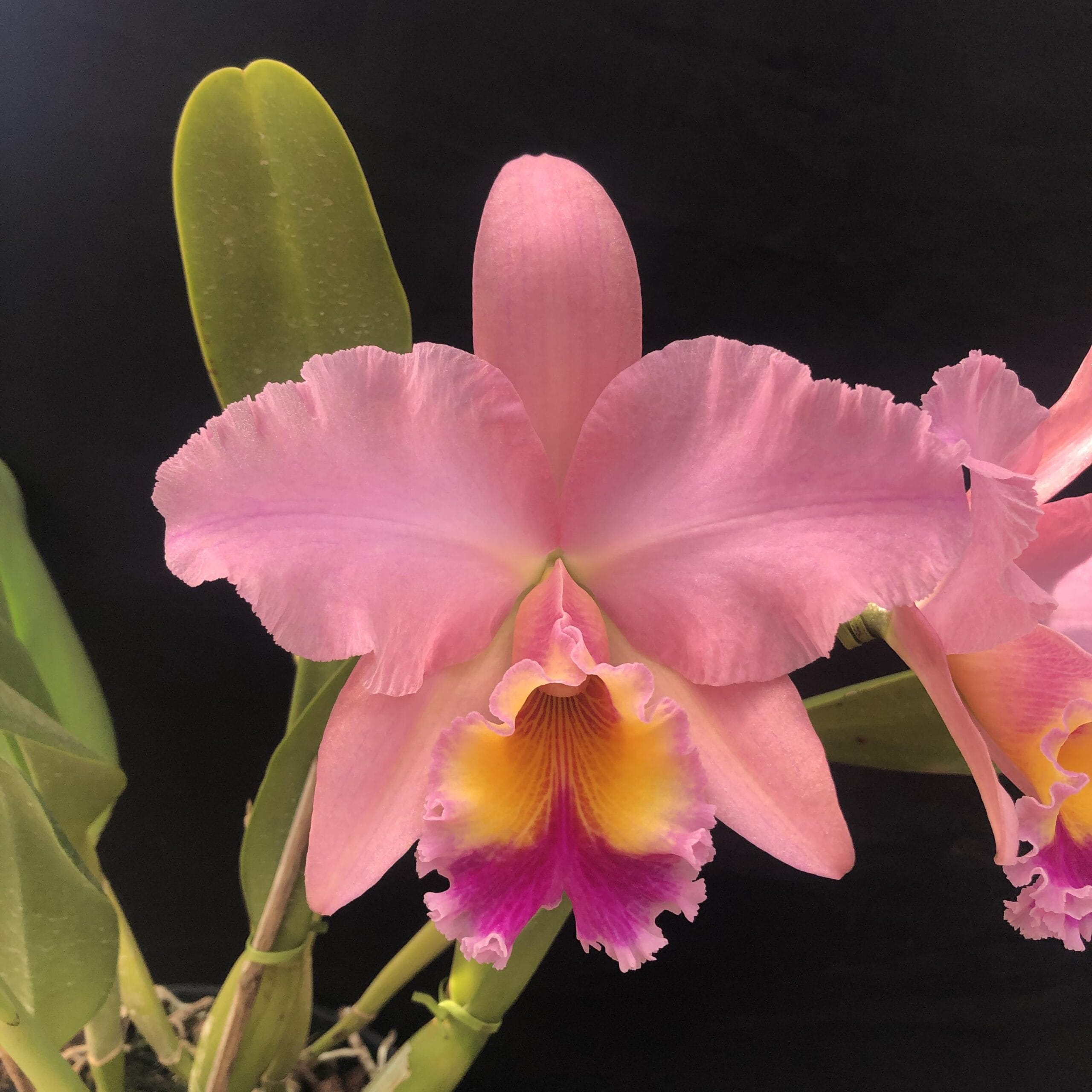 Rlc. George King Serendipity em floração exuberante com pétalas pêssego e aroma intenso