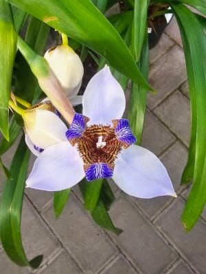Planta Neomarica spp em floração com pétalas azuis e brancas detalhadas